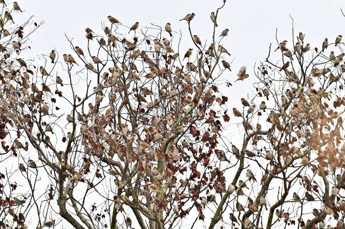 Eurasian Tree Sparrow - ML514706281