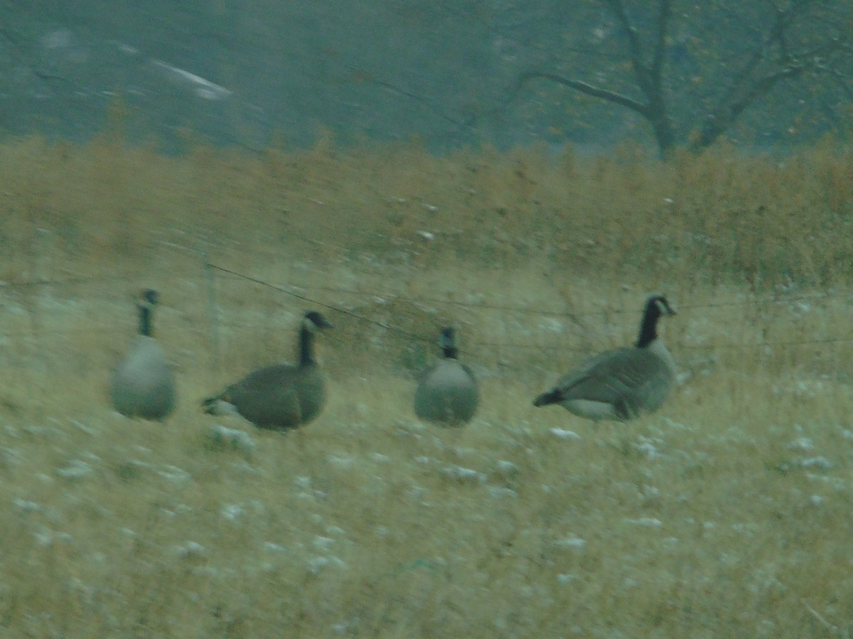 Canada Goose - Mike & MerryLynn  Denny