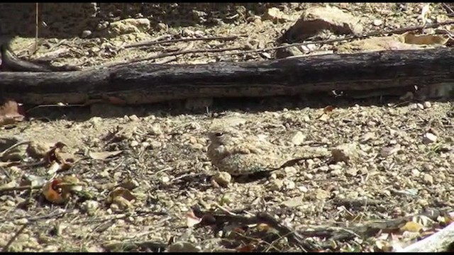 Pygmy Nightjar - ML514706811