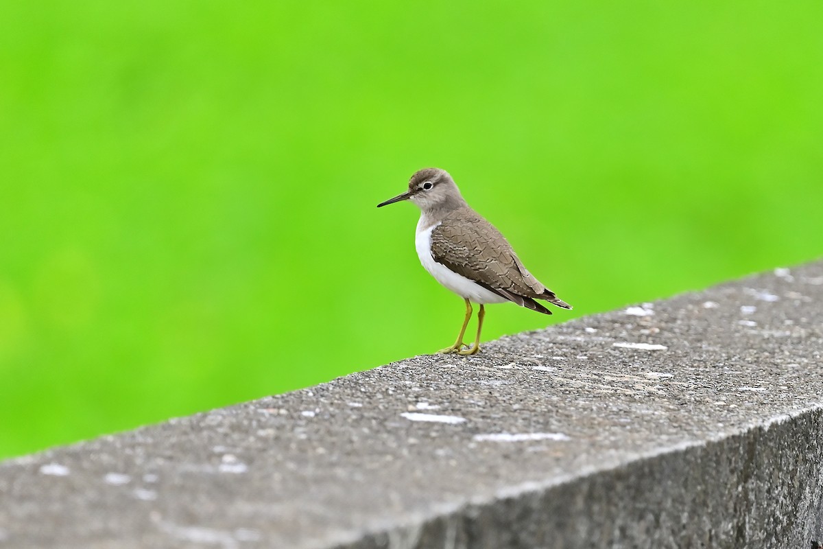 Common Sandpiper - ML514707121