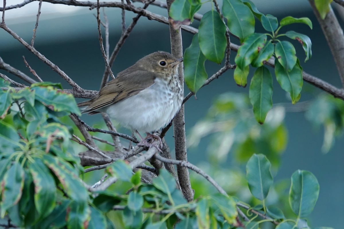 Swainson's Thrush - ML514707131