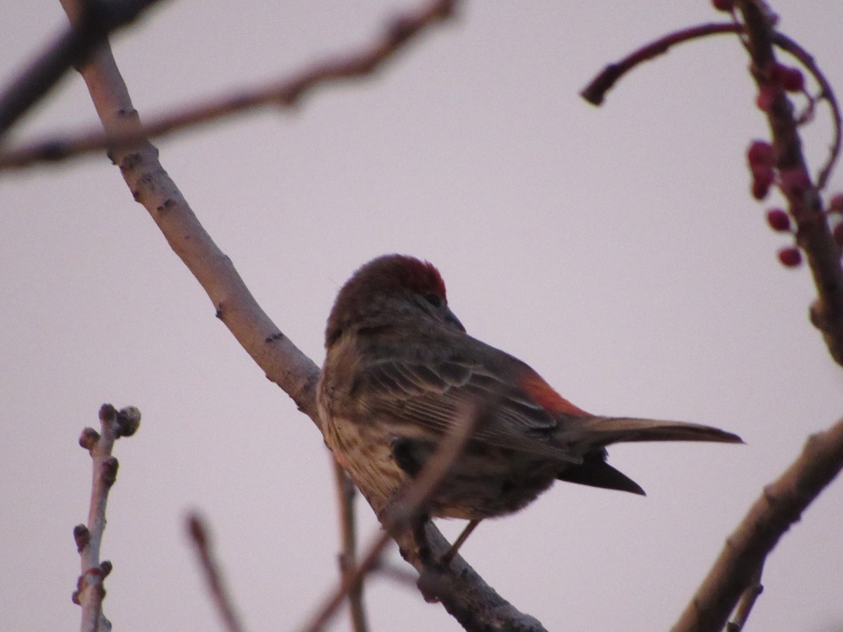 House Finch - ML514707641