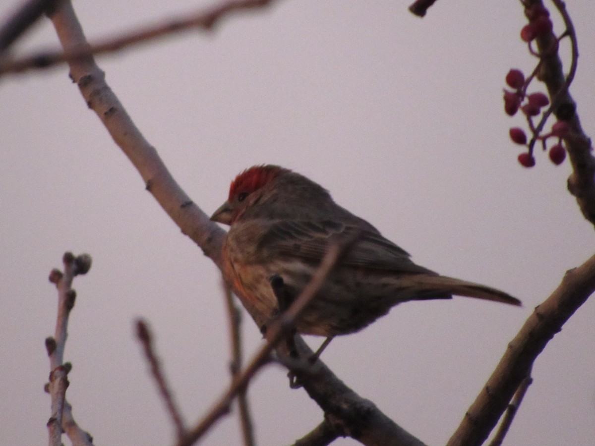 House Finch - ML514707661