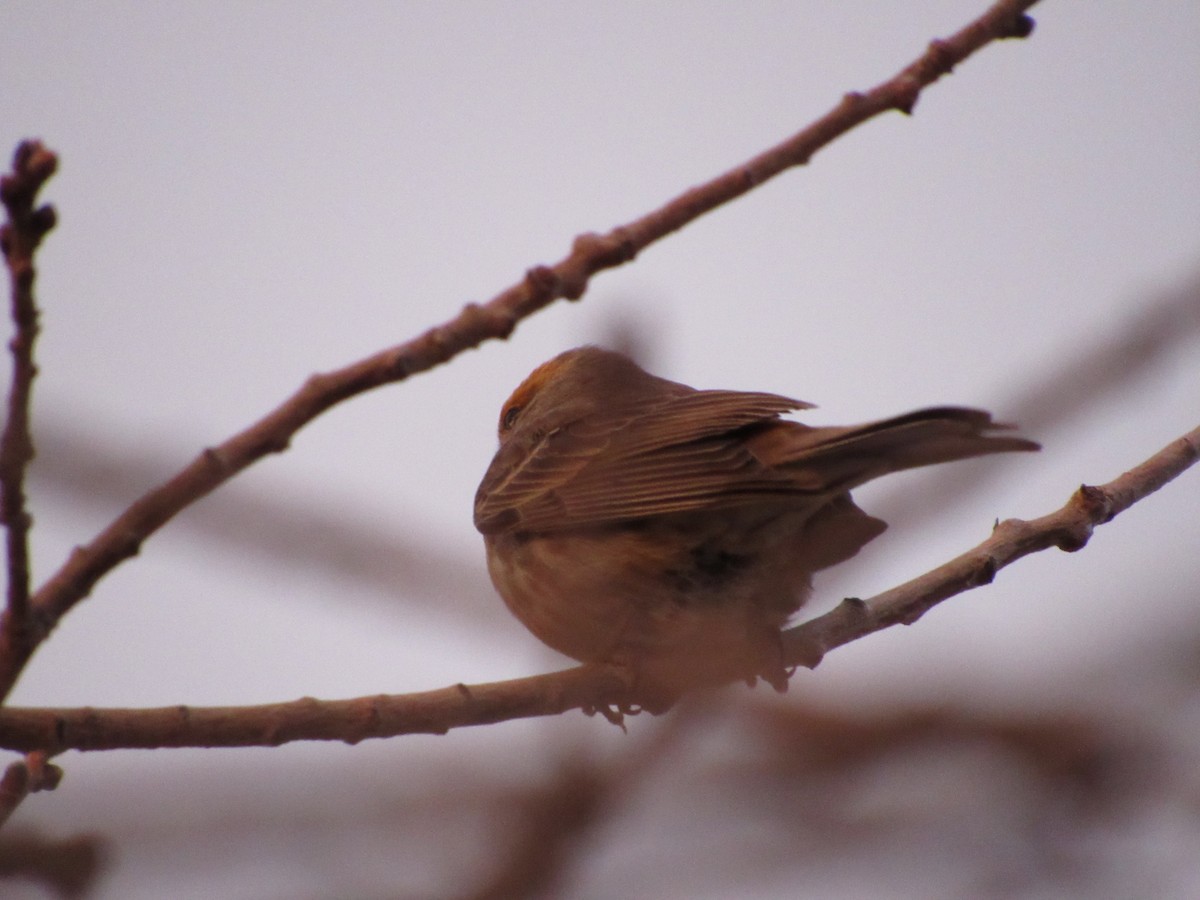 House Finch - ML514707681