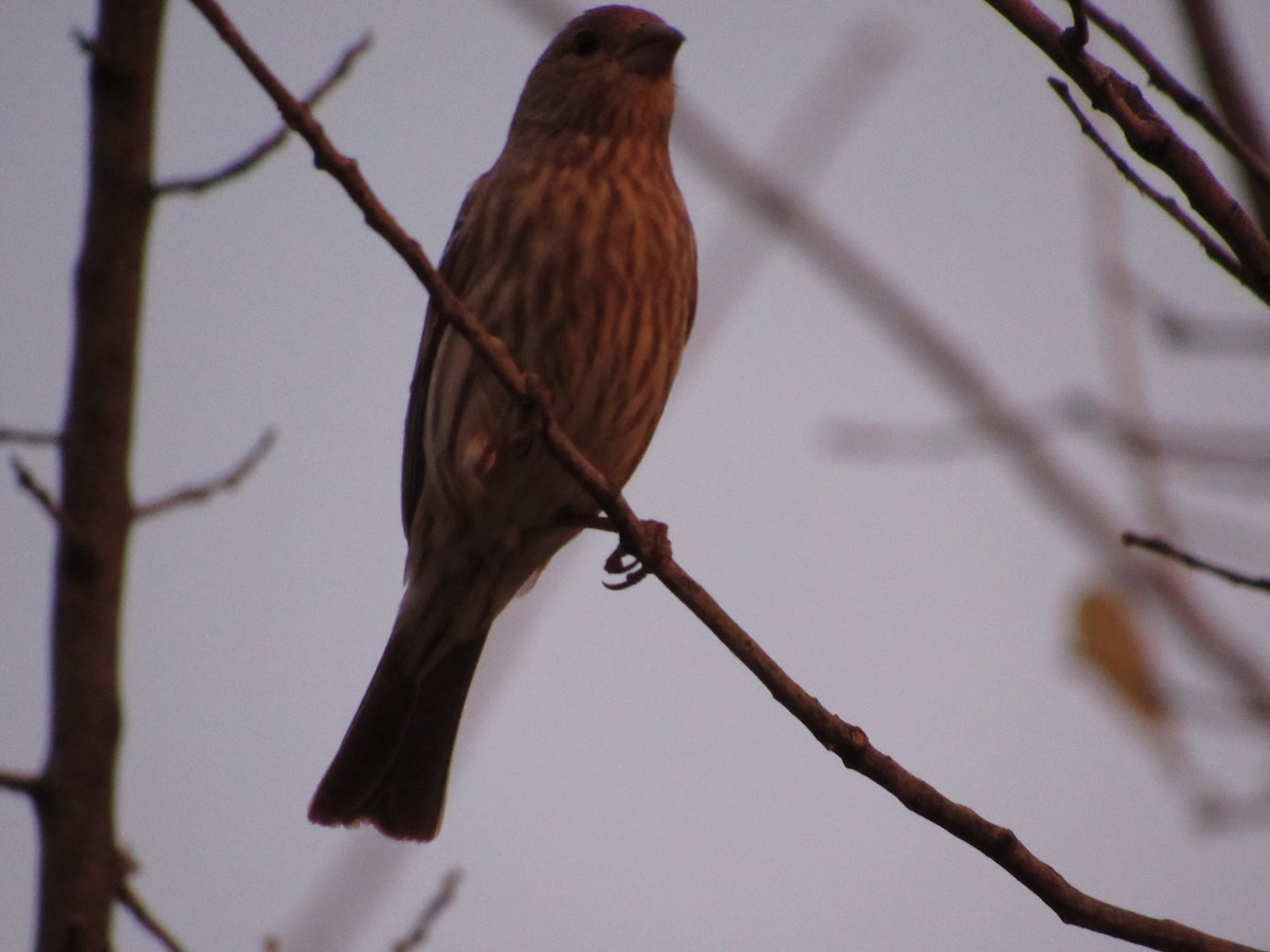 House Finch - ML514707691