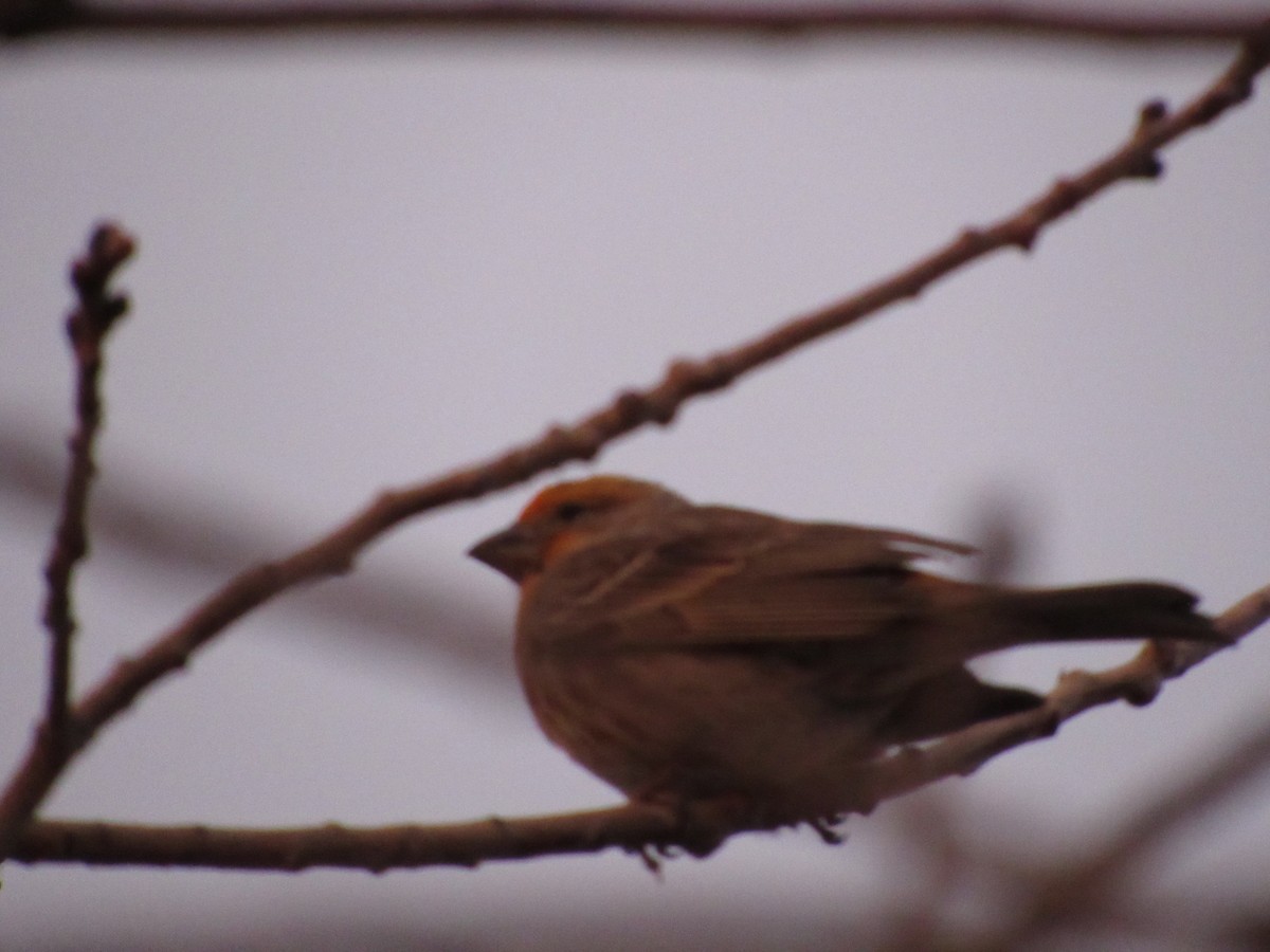 House Finch - ML514707701
