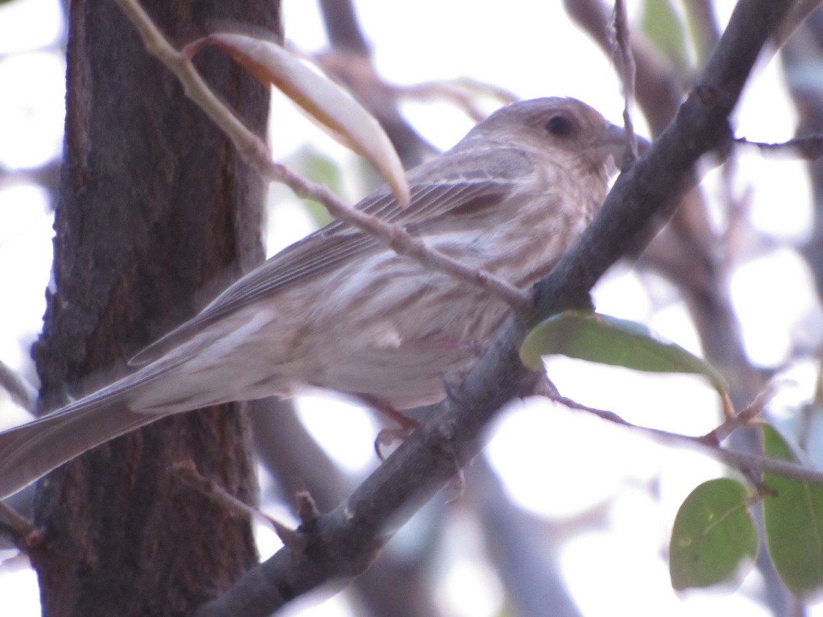 House Finch - ML514707711