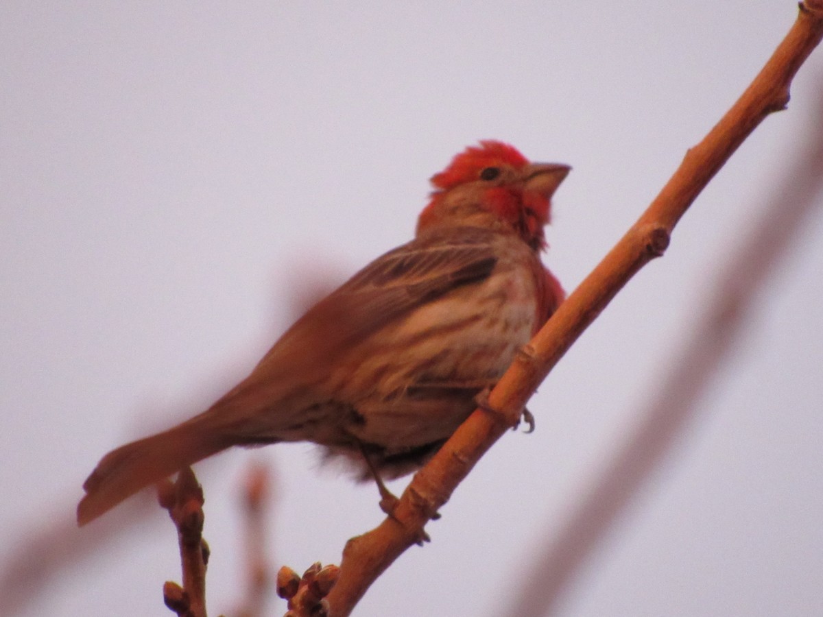 House Finch - ML514707721