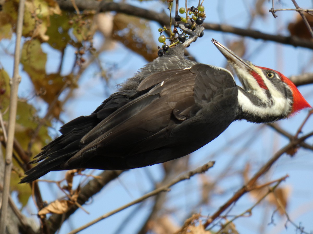 Pileated Woodpecker - ML514707931