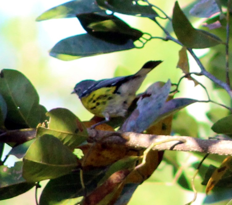 Magnolia Warbler - ML51470821