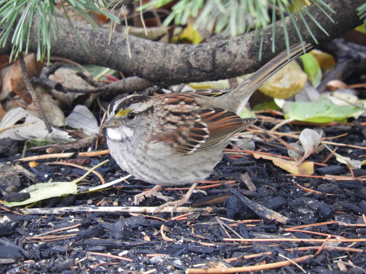 White-throated Sparrow - ML514708521