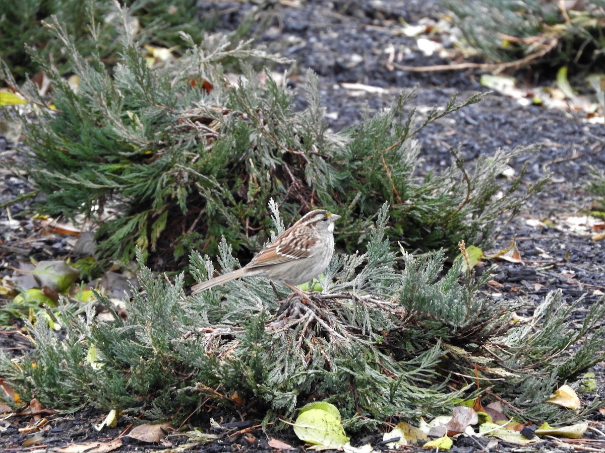 White-throated Sparrow - ML514708531