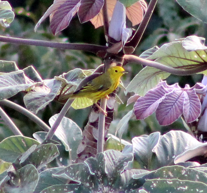 Yellow Warbler - ML51470901