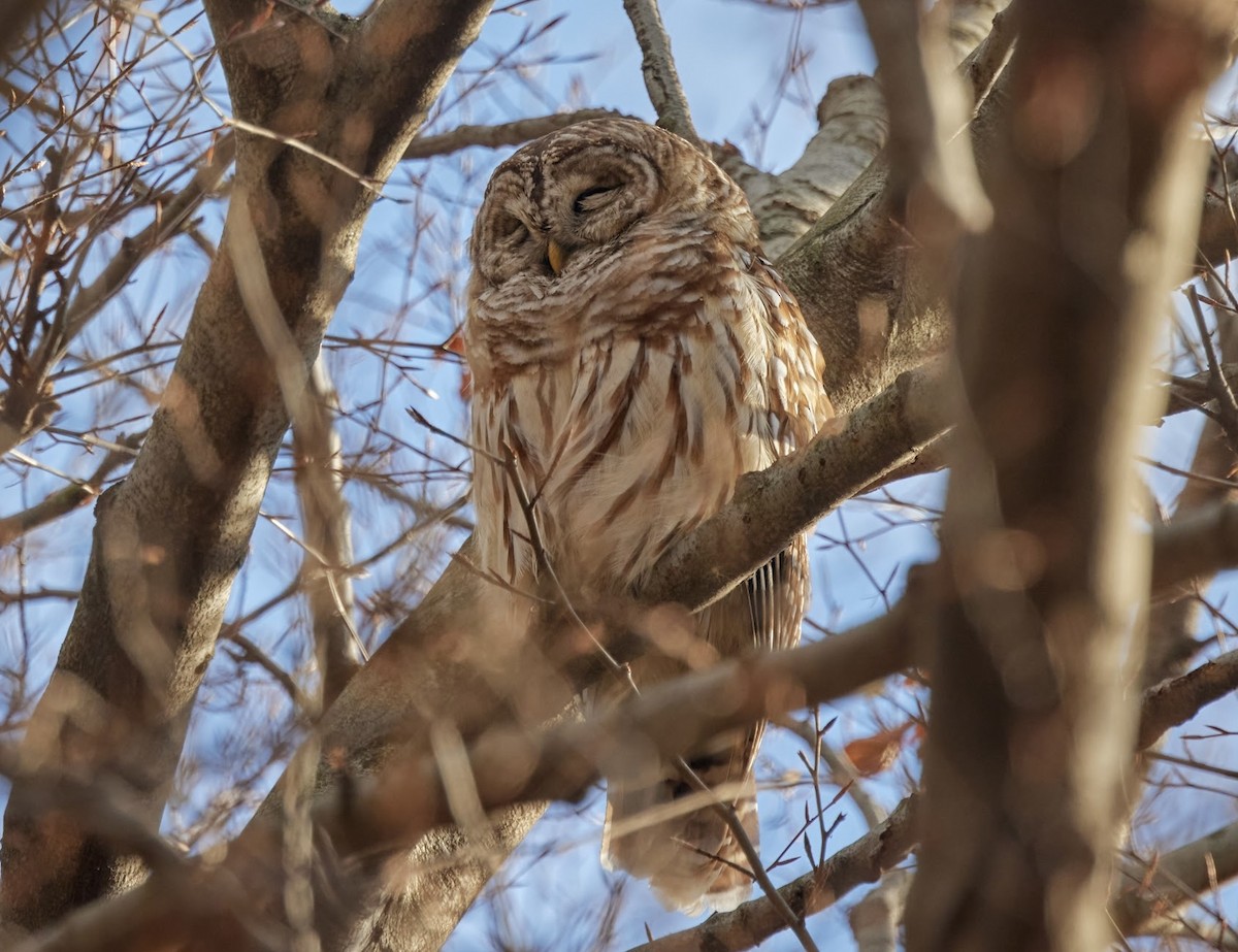 Barred Owl - ML514711131