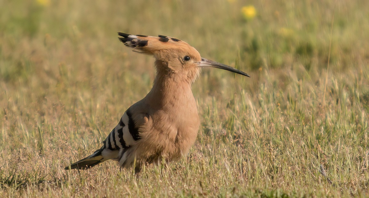 Eurasian Hoopoe - ML514711991