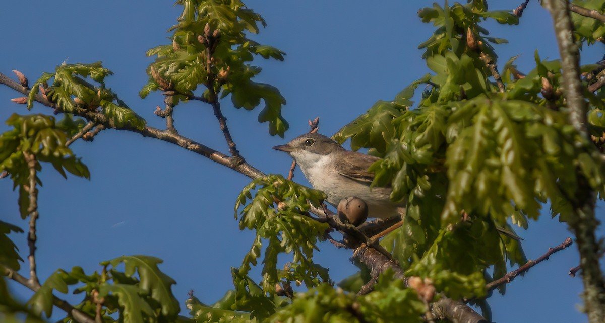 Greater Whitethroat - ML514712131
