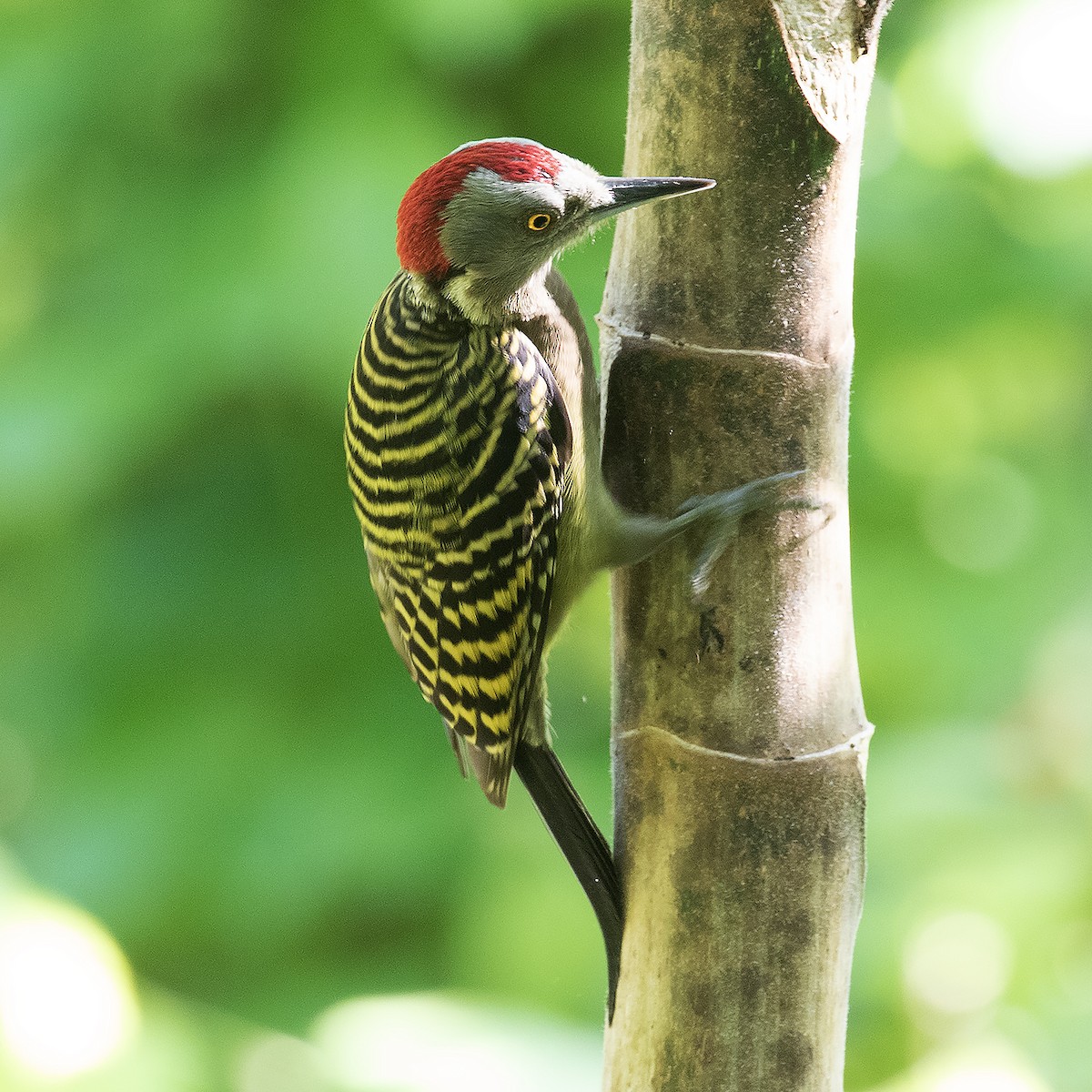 Hispaniolan Woodpecker - ML514712301