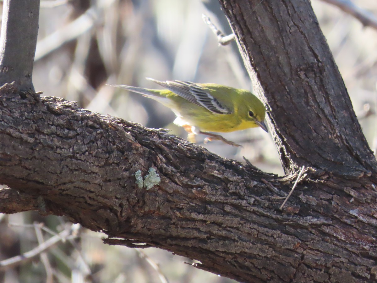 Pine Warbler - ML514712821