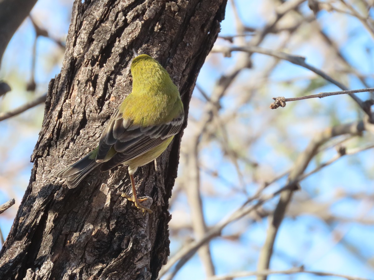 Pine Warbler - ML514712851