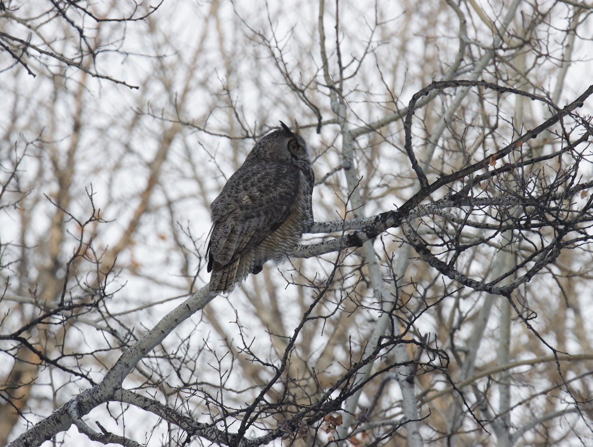 Great Horned Owl - Matt Wallace