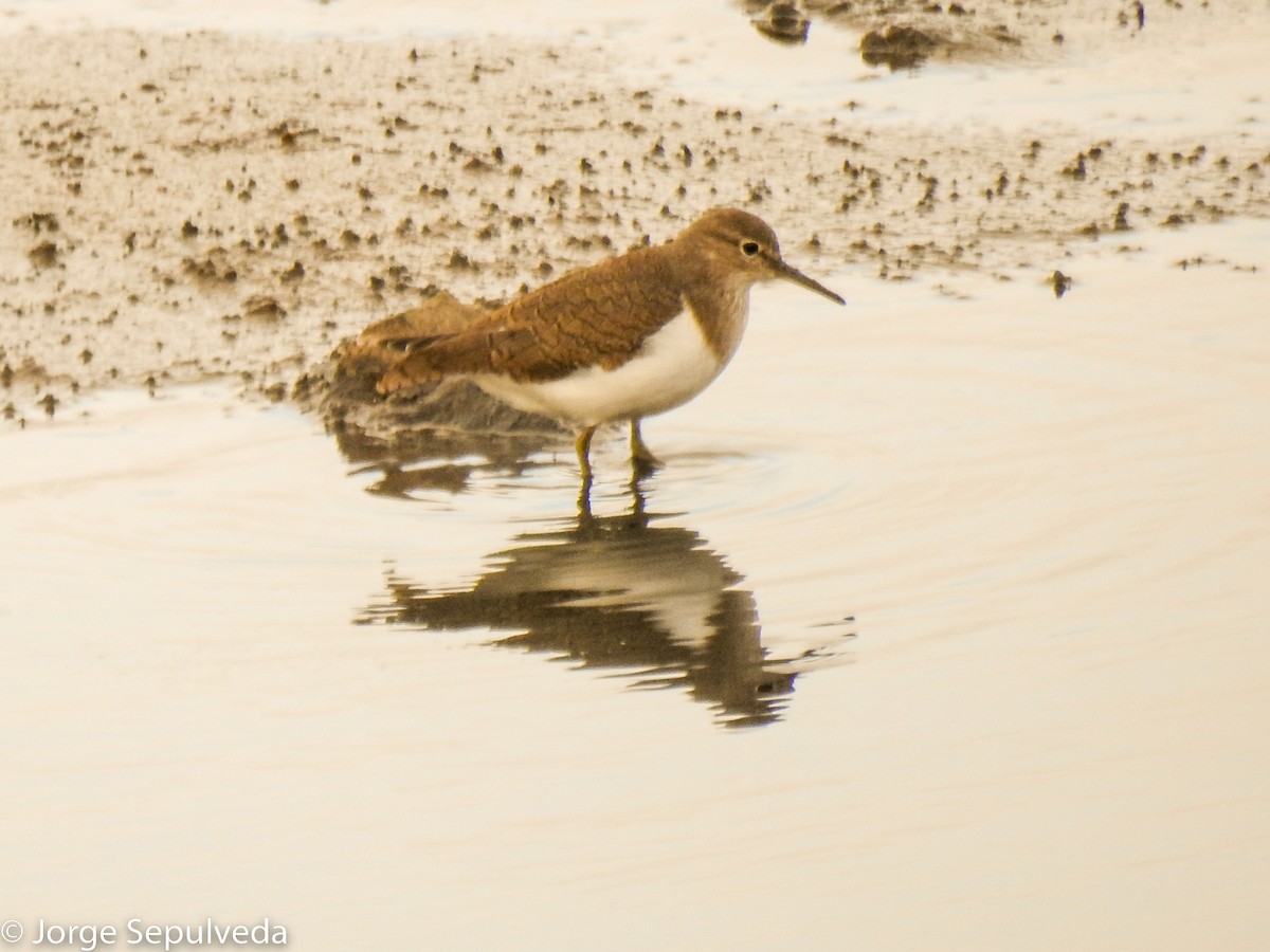 Common Sandpiper - ML514713631