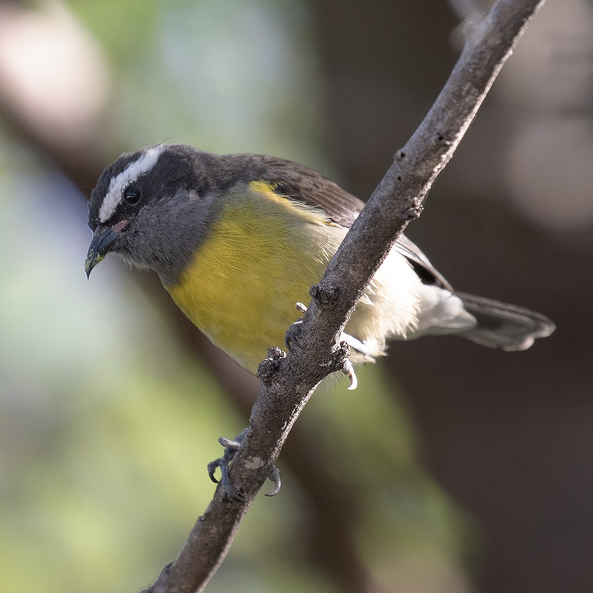 Bananaquit - ML514714701