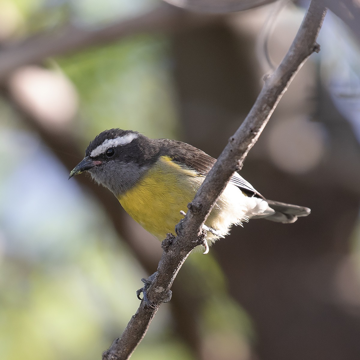 Bananaquit - ML514714721