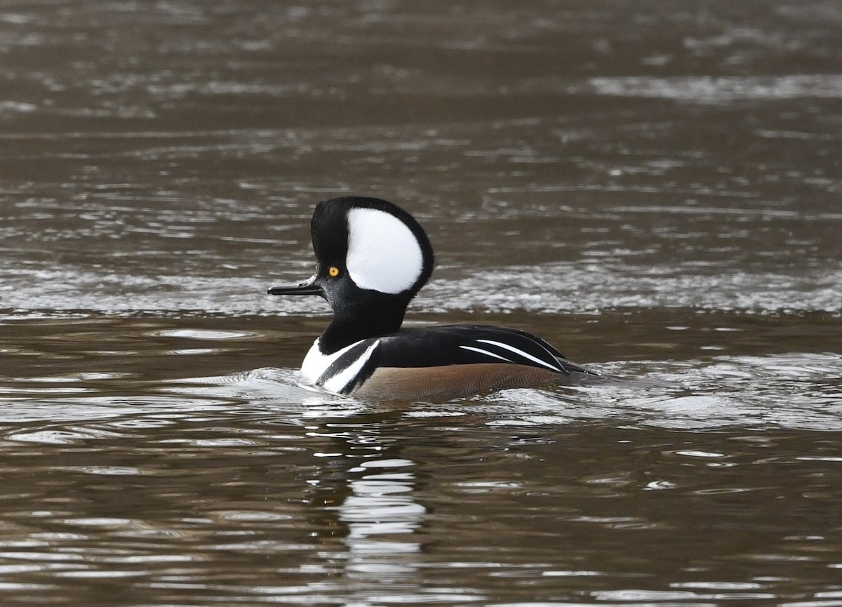 Hooded Merganser - ML514714741