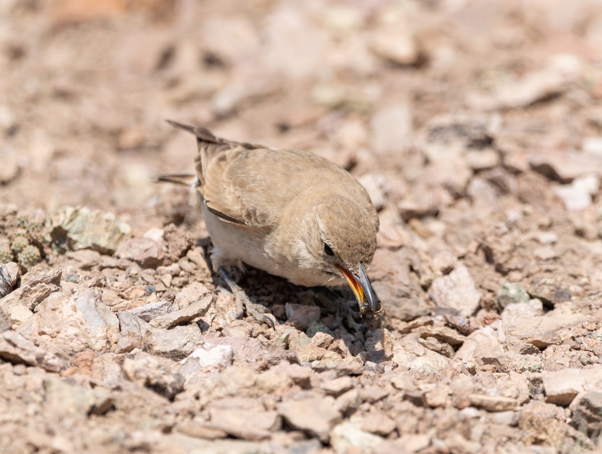 Creamy-rumped Miner - ML514715141