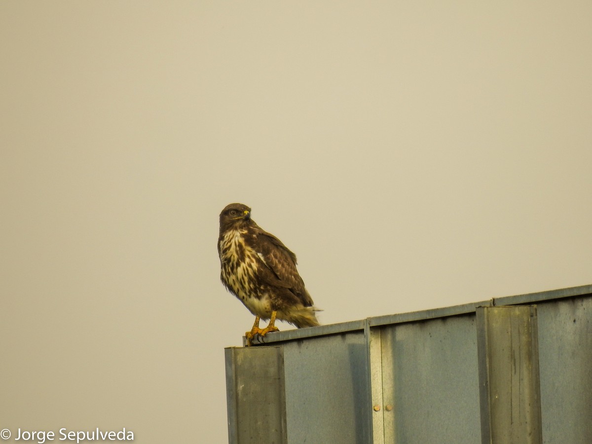 Common Buzzard - ML514715821