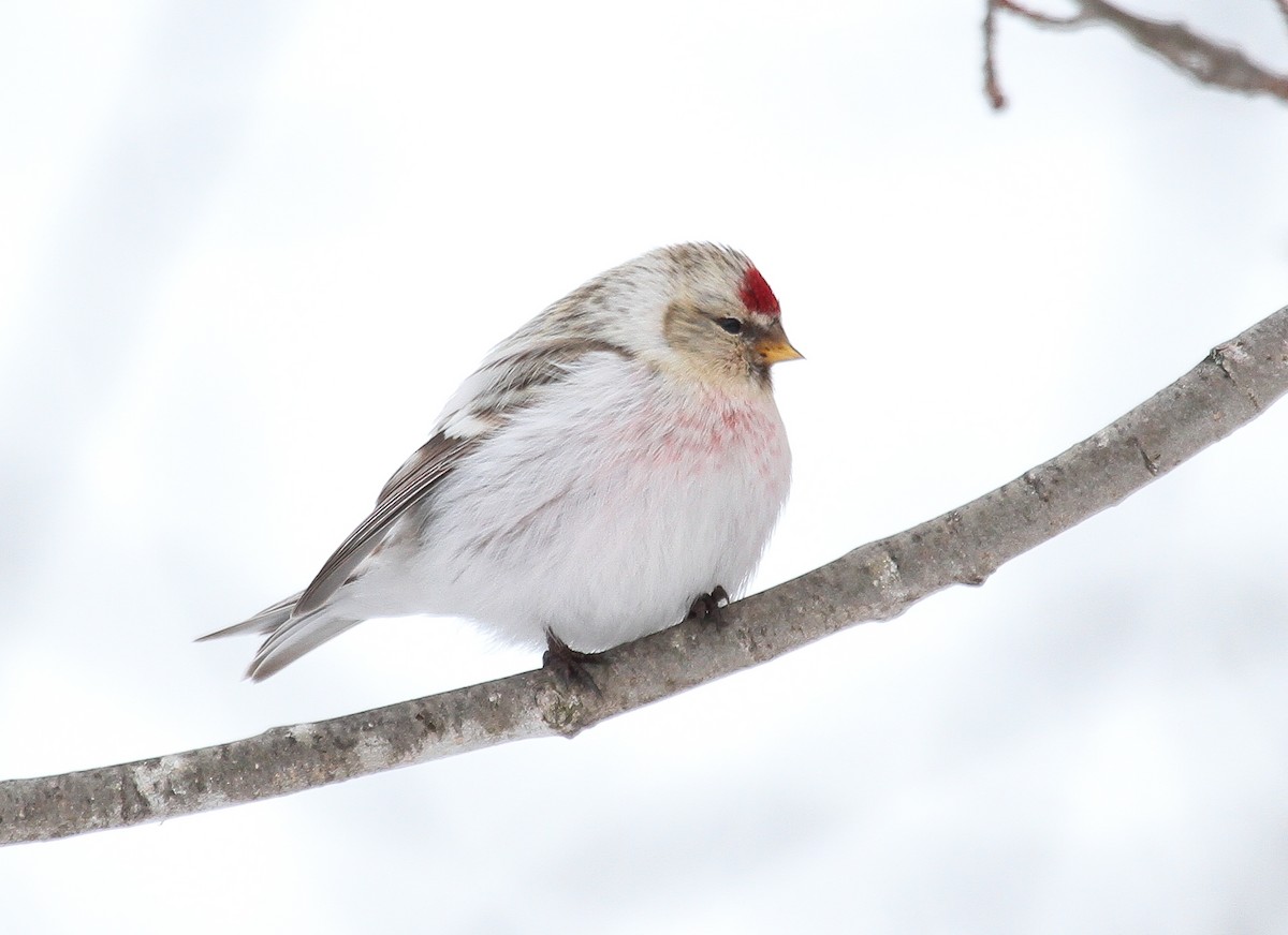 Redpoll (Hoary) - Skye Haas