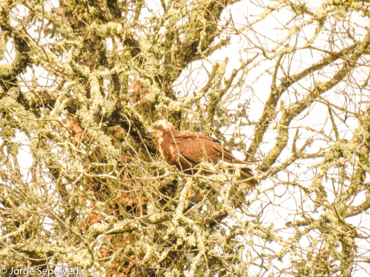 Black Kite - ML514716581