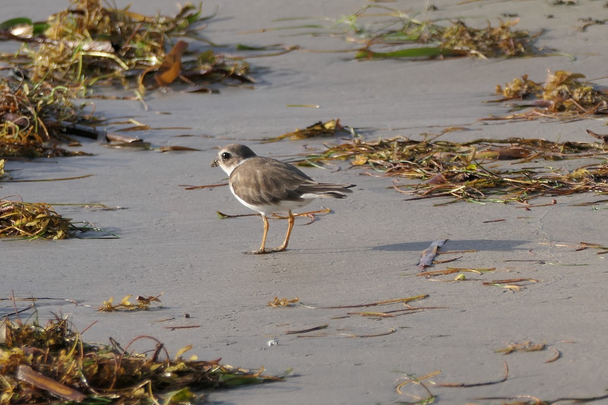 Semipalmated Plover - Kenrith Carter