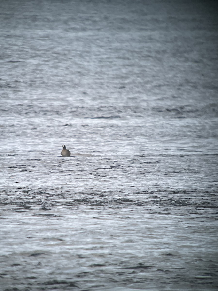 Harlequin Duck - ML514717081