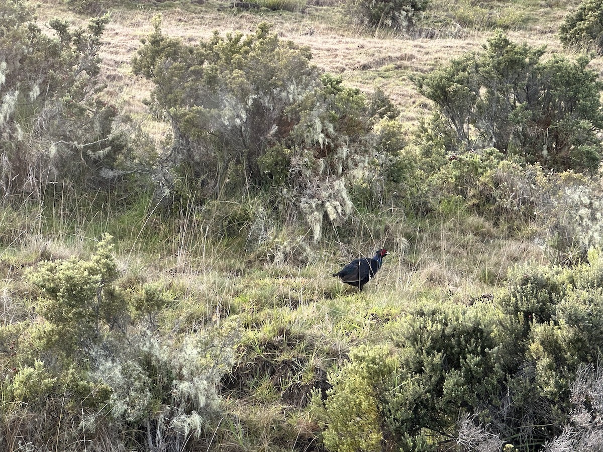 Ring-necked Pheasant - ML514717111