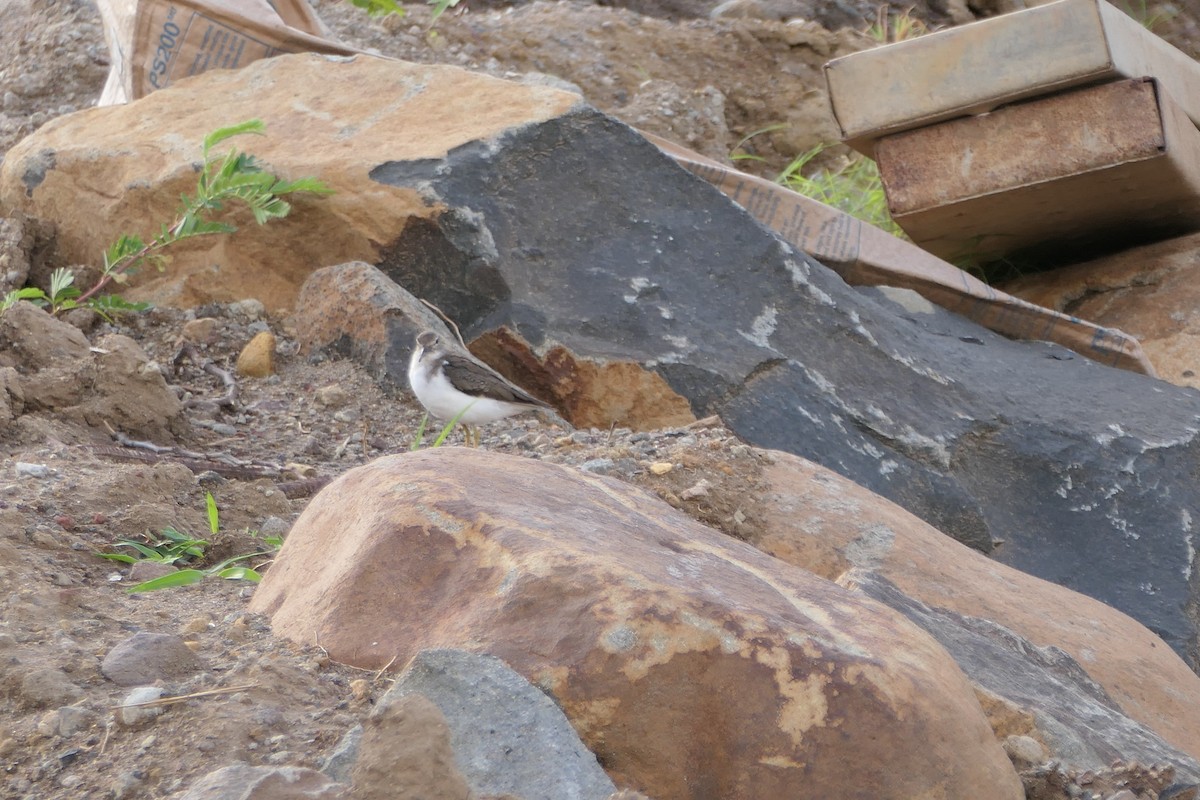 Spotted Sandpiper - ML514717291