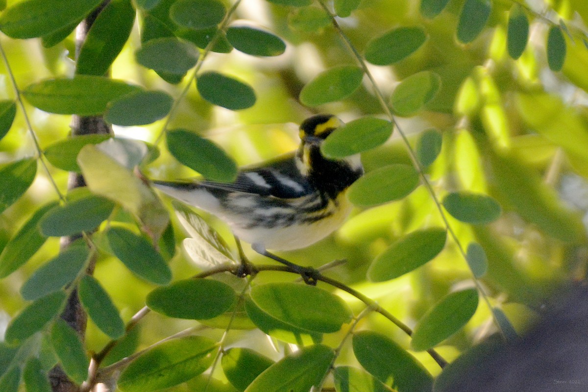 new world warbler sp. - ML514717961