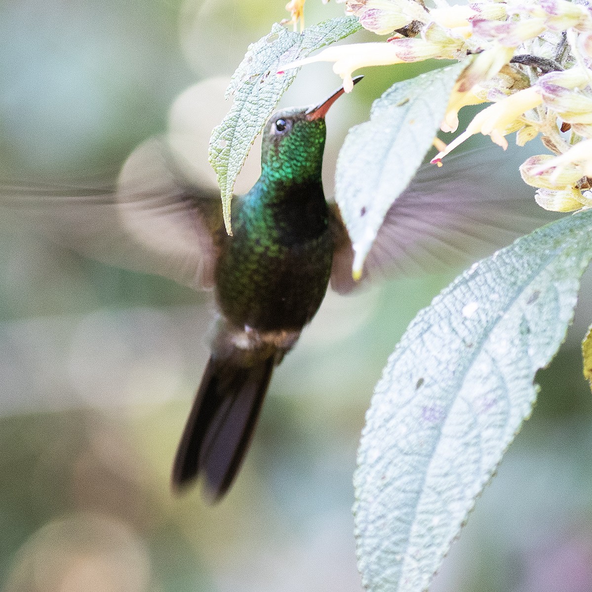 Hispaniolan Emerald - ML514718011