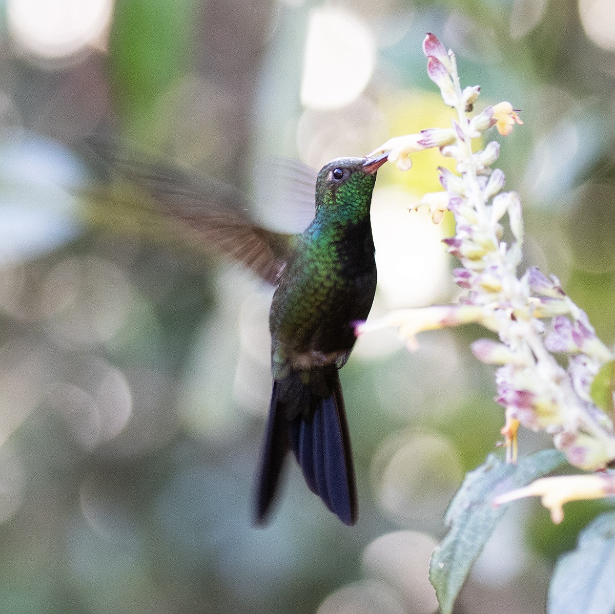 kolibřík haitský - ML514718021