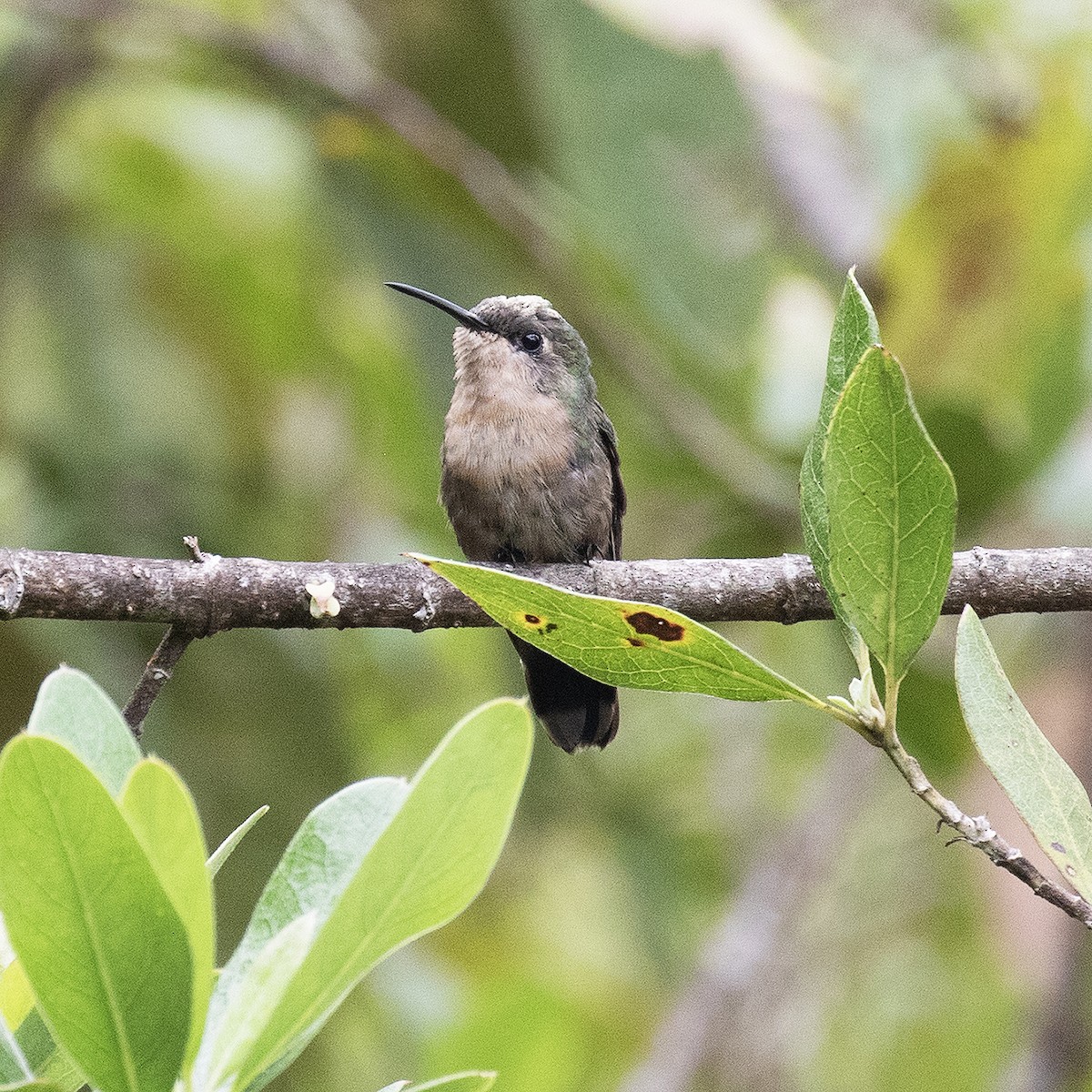 Hispaniolasmaragdkolibri - ML514718031