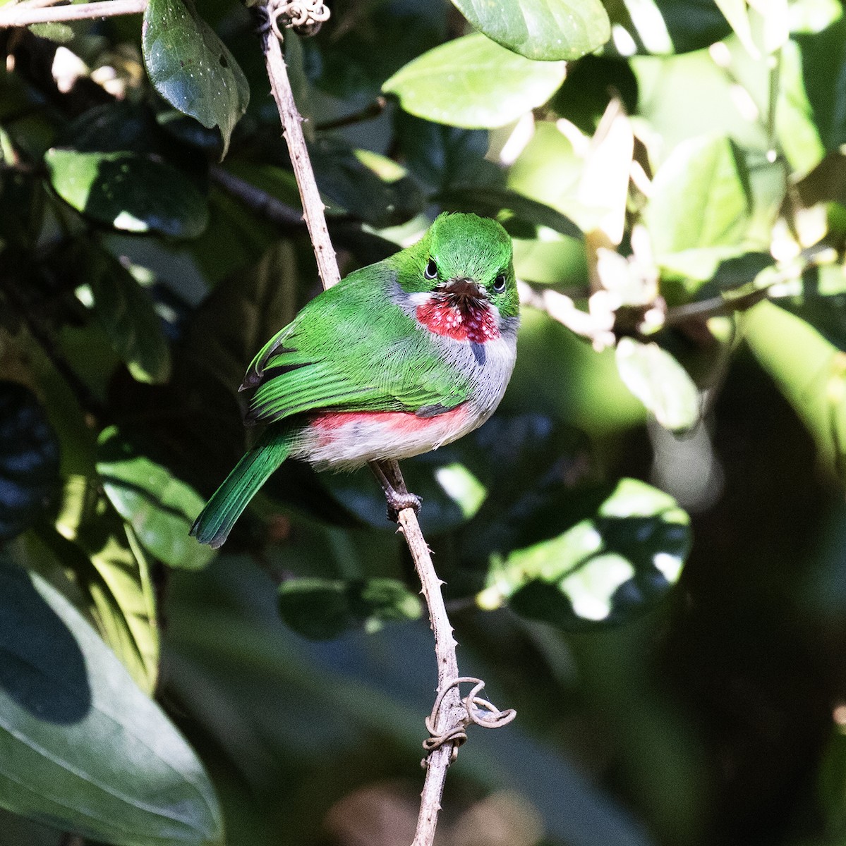 Narrow-billed Tody - ML514718091