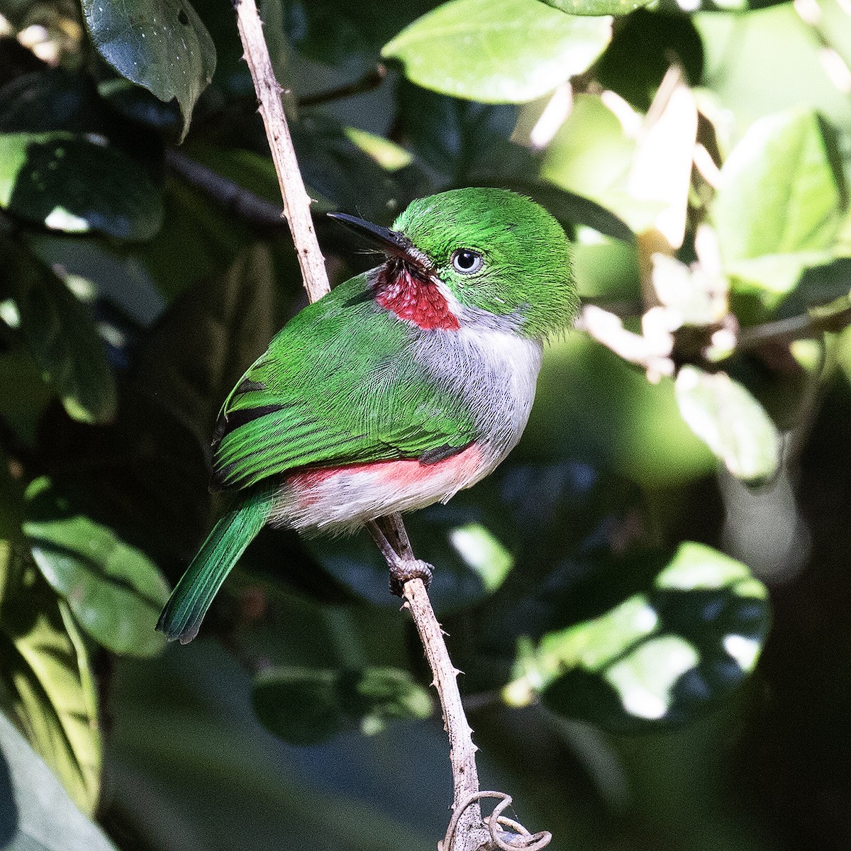 Narrow-billed Tody - ML514718101