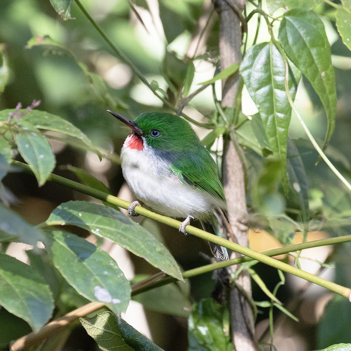 Narrow-billed Tody - ML514718111