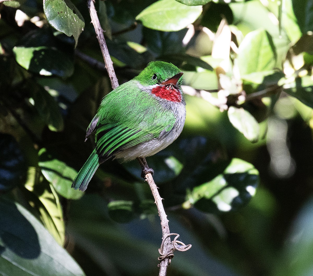 Narrow-billed Tody - ML514718121