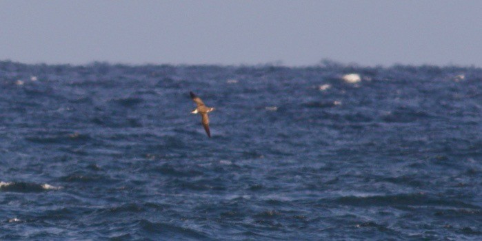 Great Shearwater - ML514718231