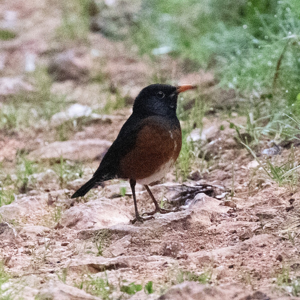 La Selle Thrush - Gary Rosenberg