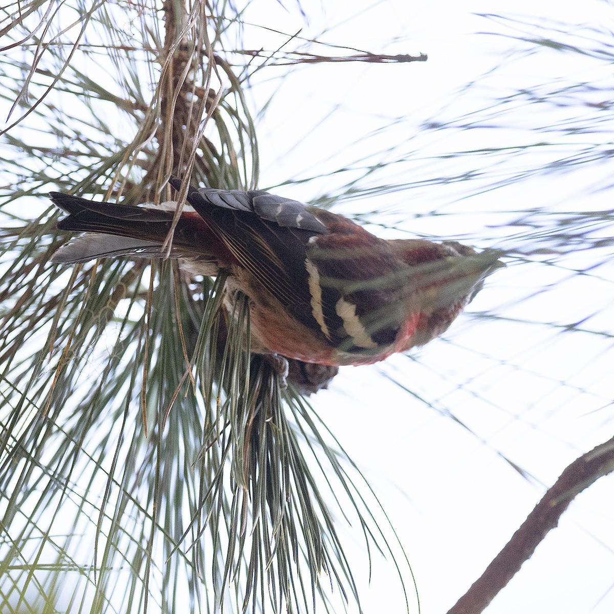 Hispaniolan Crossbill - ML514718681