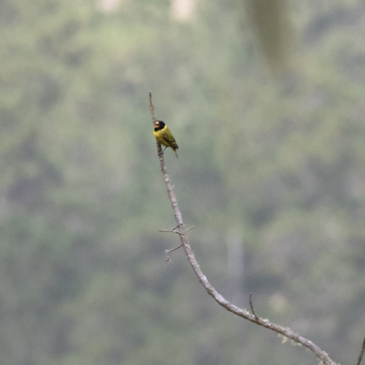 Antillean Siskin - ML514718941