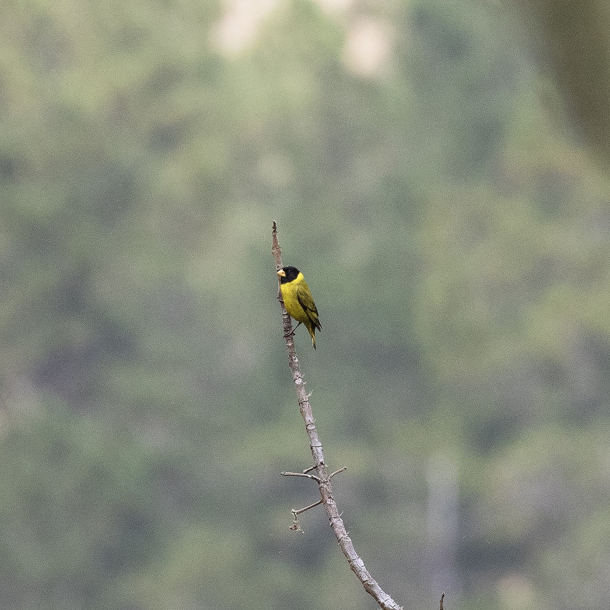 Antillean Siskin - ML514718961