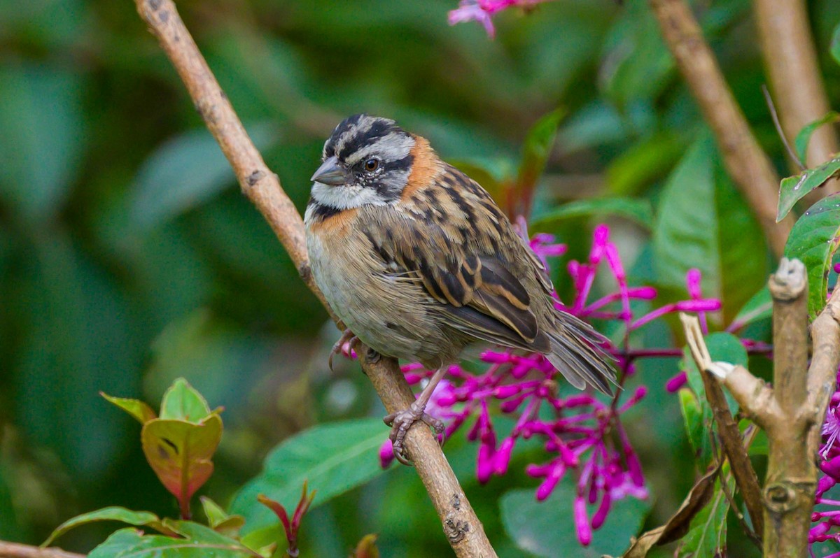 Rufous-collared Sparrow - Steve Burkholder